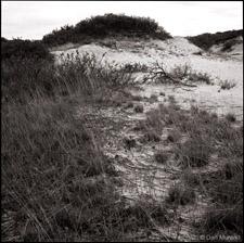 Provincetown dunes