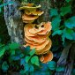 An  unusual fungus attached to a tree trunk.